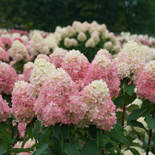 Hortensia paniculata 'SMNHPPH' ~ Hortensia Proven Winners® Limelight Prime®