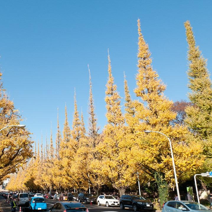 Ginkgo biloba 'Fastigiata' ~ Fastigiata Ginkgo