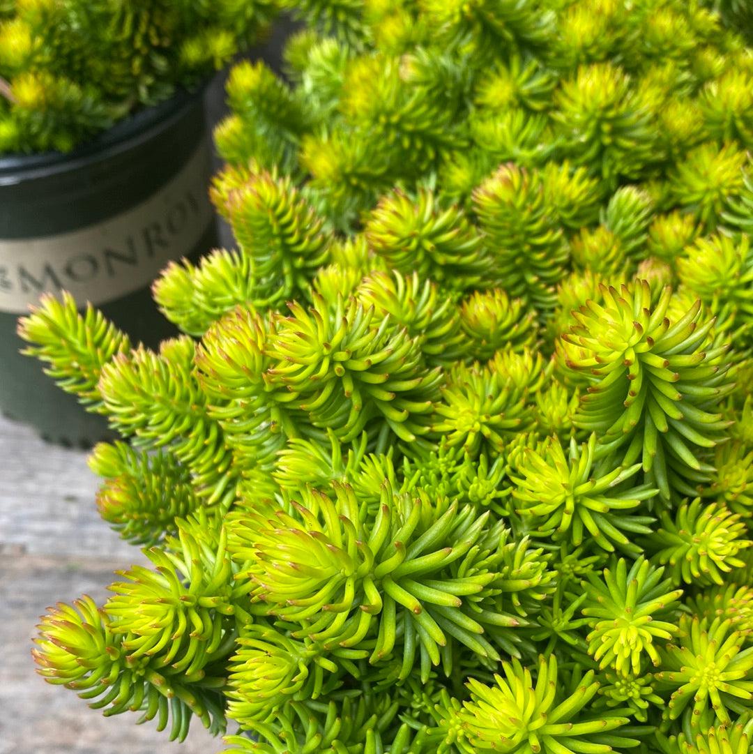 succulent angelina Sedum rupestre 'Angelina' ~ Angelina Stonecrop – JTSOP Farms