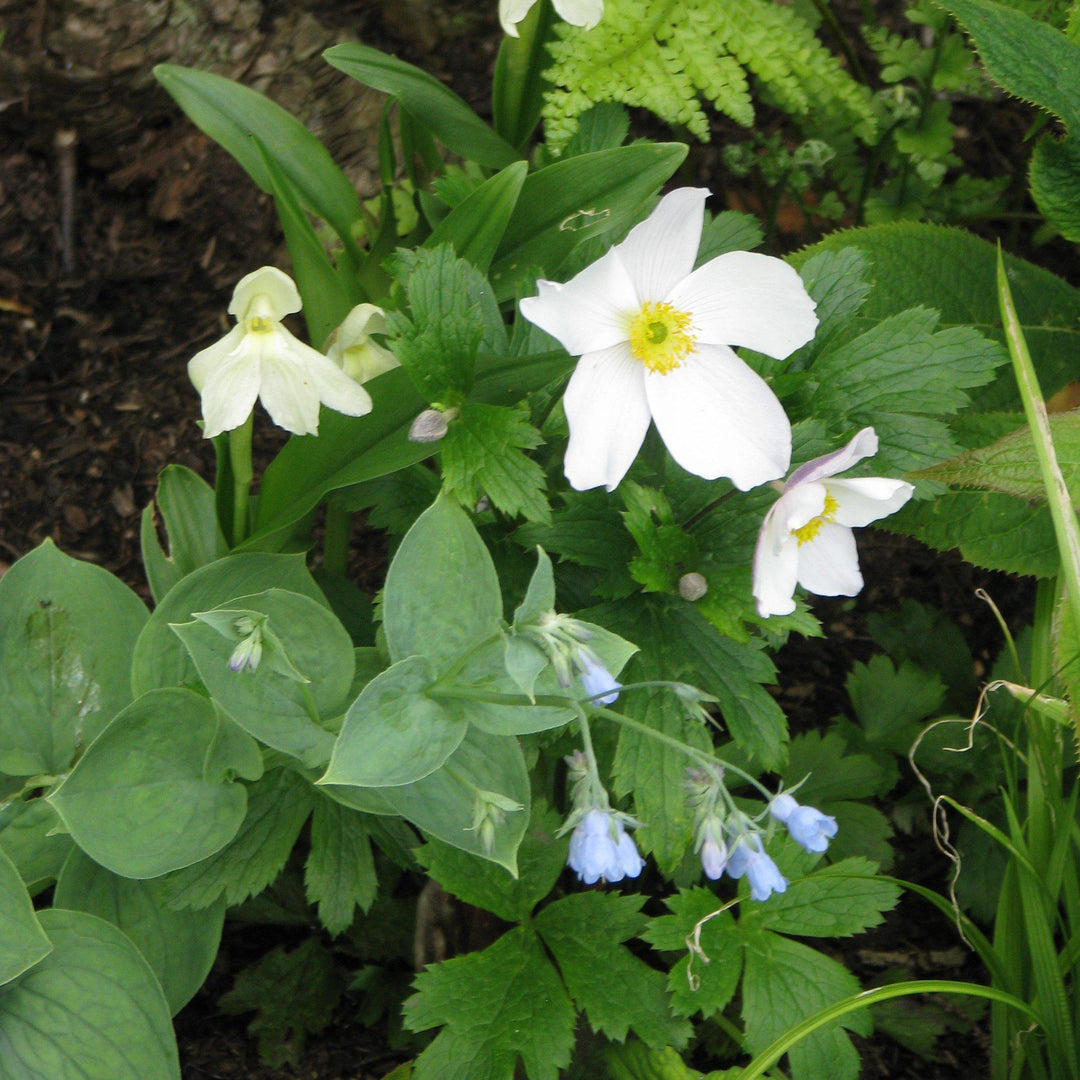 Anemone 'Macane001' ~ Wild Swan™ Anemone