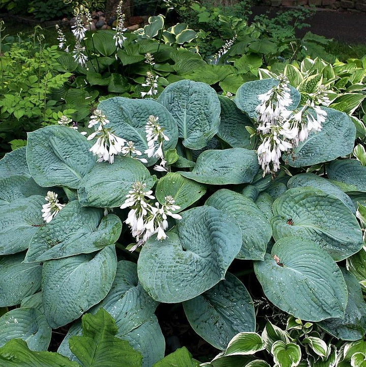 Hosta sieboldiana 'Elegans' ~ Elegans Hosta