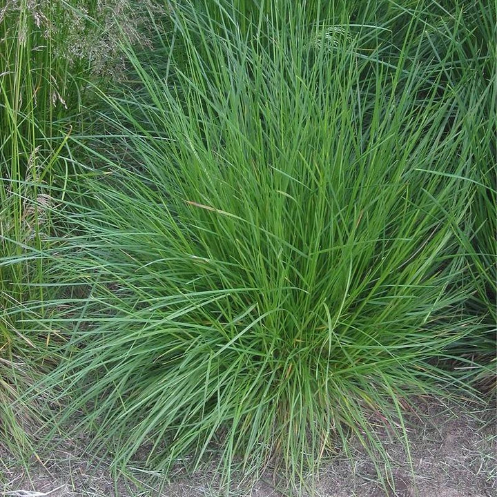 Deschampsia cespitosa ~ Pasto copetudo