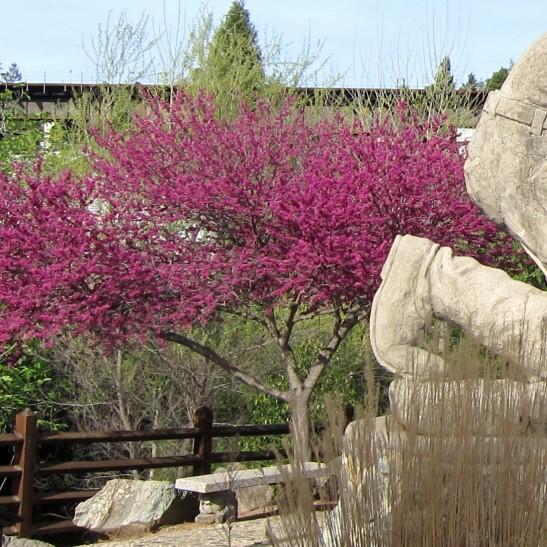 Cercis reniformis 'Oklahoma' ~ Oklahoma Redbud