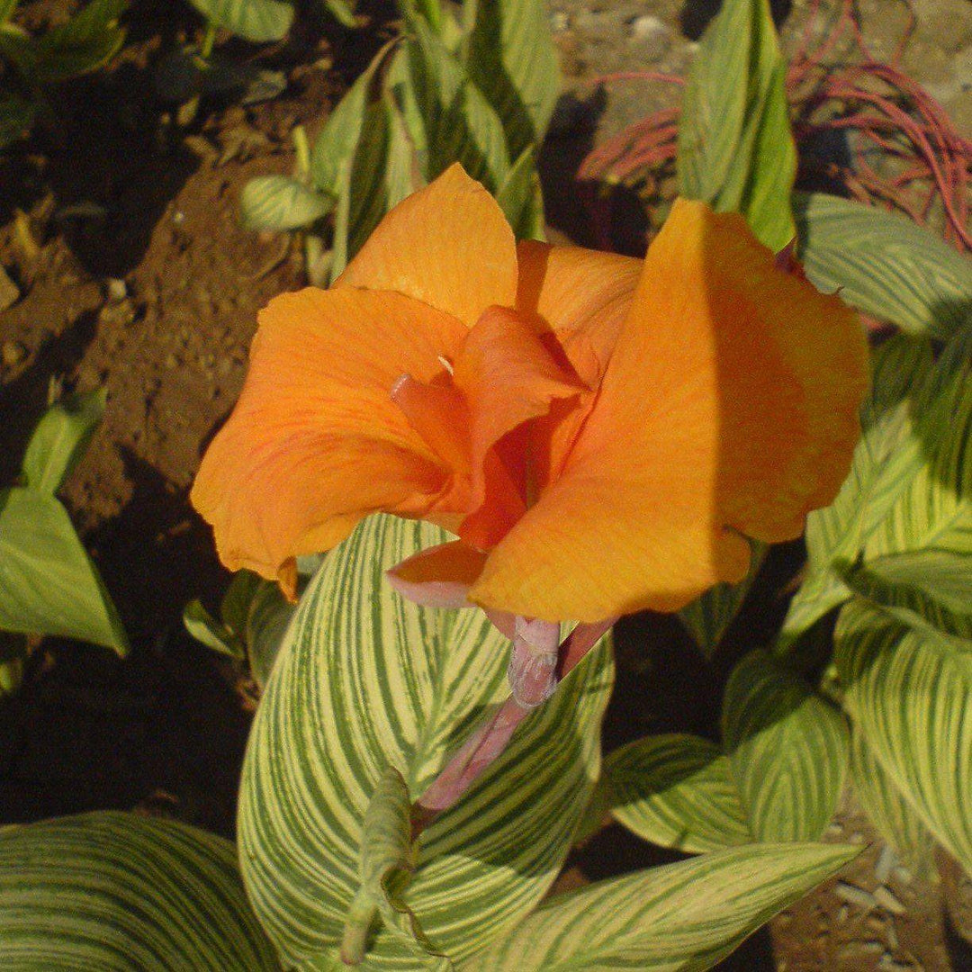 Canna x generalis 'Bengal Tiger' ~ Variegated Tiger Canna Lily