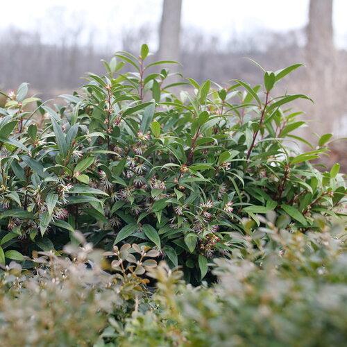 Sarcococca hookeriana 'Purplerij1' ~ Sweet & Lo™ Sweetbox