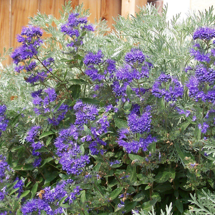 Caryopteris x clandonensis ‘First Choice' ~ First Choice Bluebeard