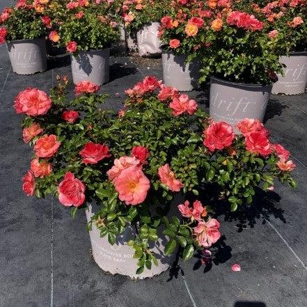 Rosa 'Meiggili' PP18,542 ~ Peach Drift® Rose – JTSOP Farms