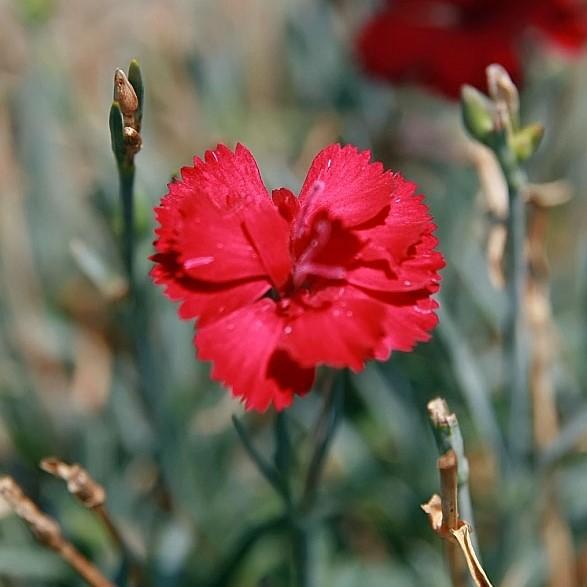 Dianthus x allwoodii 'Frosty Fire' ~ Frosty Fire Dianthus