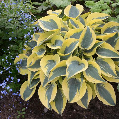 Hosta 'Autumn Frost' PP23,224 ~ PW® Shadowland® Autumn Frost Hosta