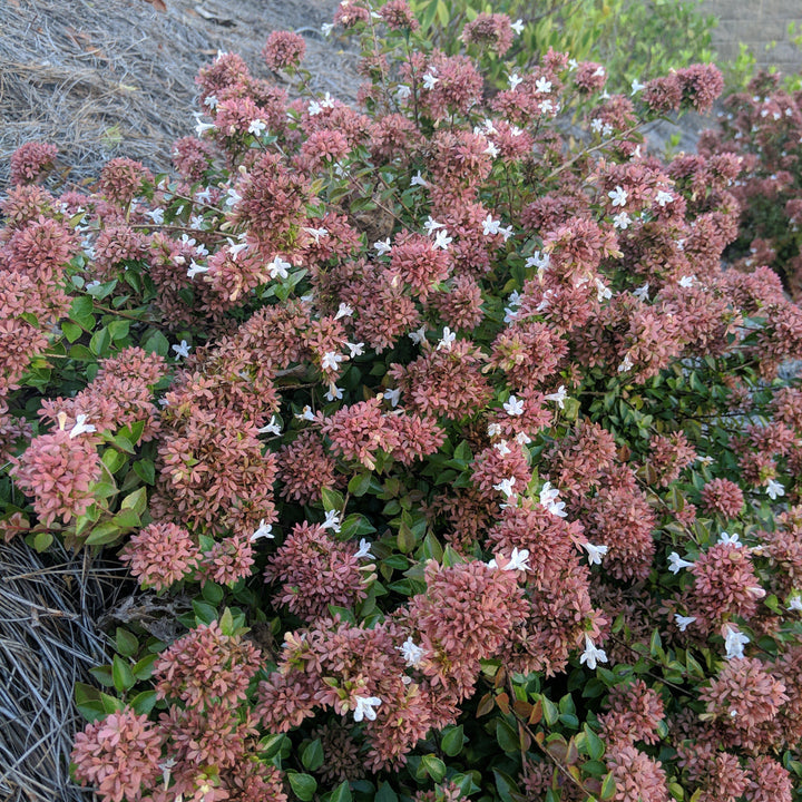 Abelia x chinensis 'Rose Creek' ~ Rose Creek Abelia 