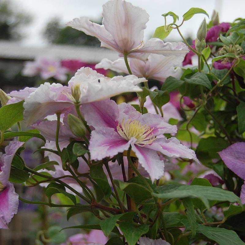 Clematis 'Little Duckling' ~ Piilu® Clematis