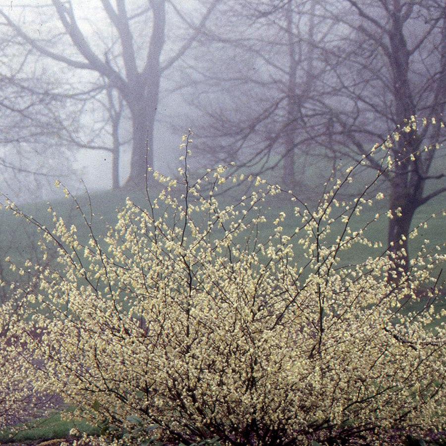 Corylopsis pauciflora ~ Winter Hazel