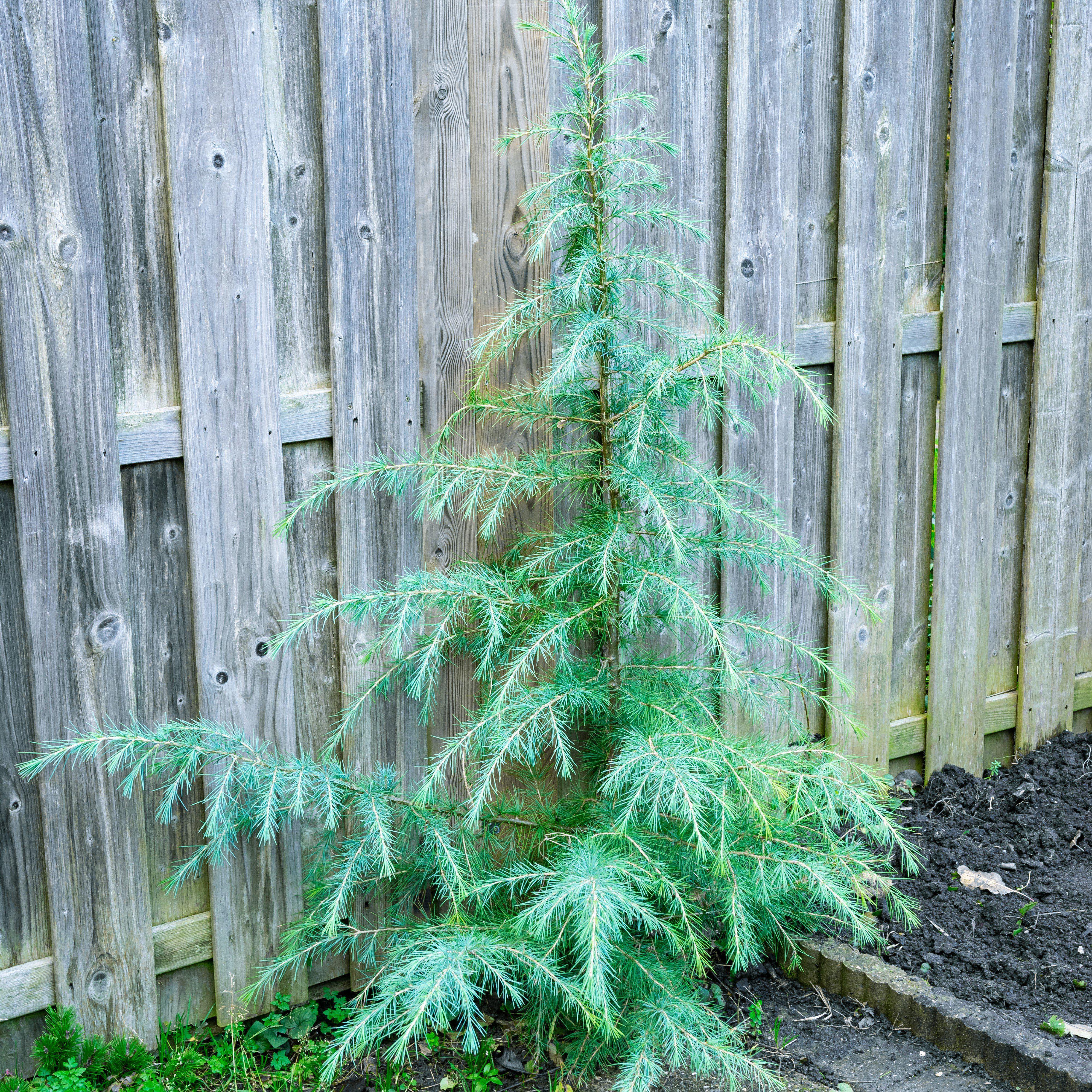 Cedrus deodara 'Karl Fuchs' ~ Karl Fuchs Deodar Cedar, Himalayan