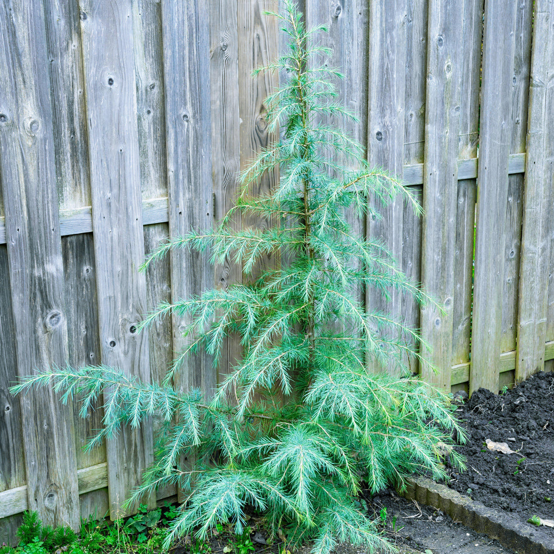 Cedrus deodara 'Karl Fuchs' ~ Karl Fuchs Deodar Cedro, Cedro del Himalaya