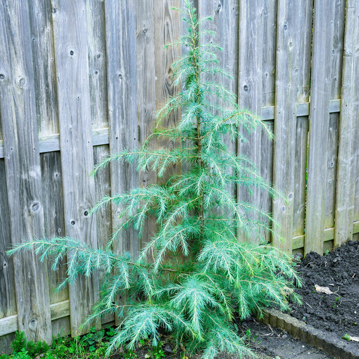 Cedrus deodara 'Karl Fuchs' ~ Karl Fuchs Deodar Cedar, Himalayan Cedar