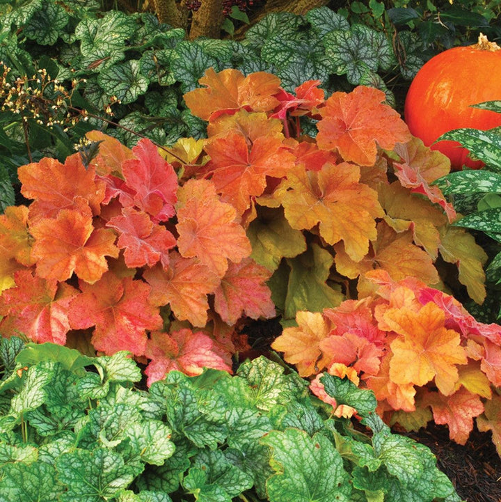 Heuchera 'Southern Comfort' ~ Southern Comfort Coral Bells, Heuchera