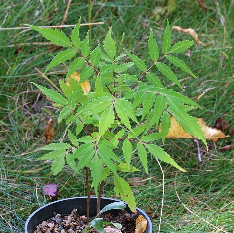 Rhus glabra ~ Smooth Sumac