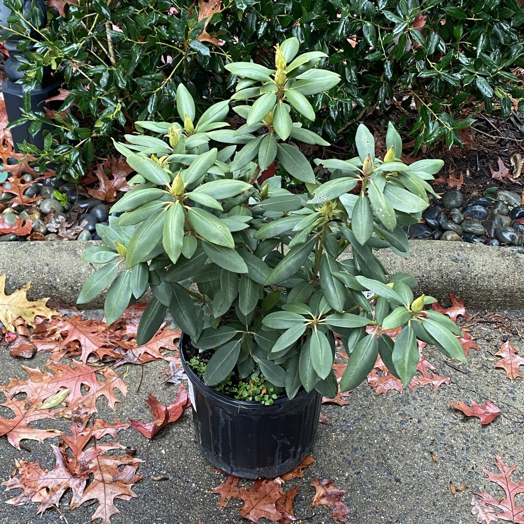 Rododendro 'English Roseum' ~ Rododendro inglés Roseum