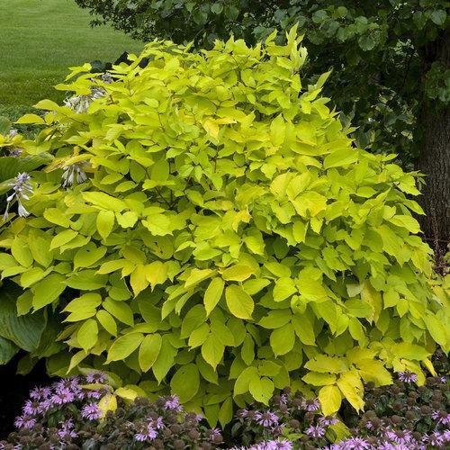 Aralia cordata 'Sun King' ~ Sun King Golden Japanese Spikenard