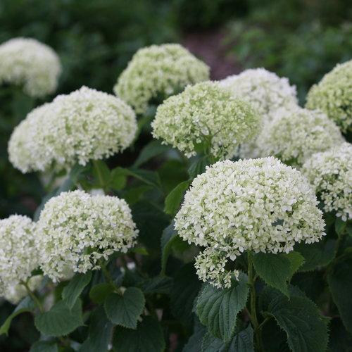 Hydrangea arborescens 'NCHA8' ~ Hortensia Lisa Invincibelle® Limetta