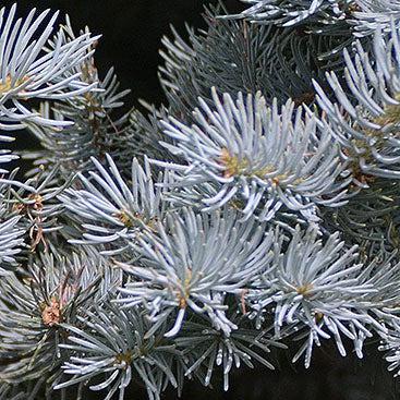 Picea pungens 'Montgomery' ~ Montgomery Blue Spruce