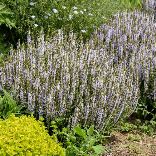 Salvia nemorosa ‘Perfect Profusion’ ~ Perfect Profusion Meadow Sage