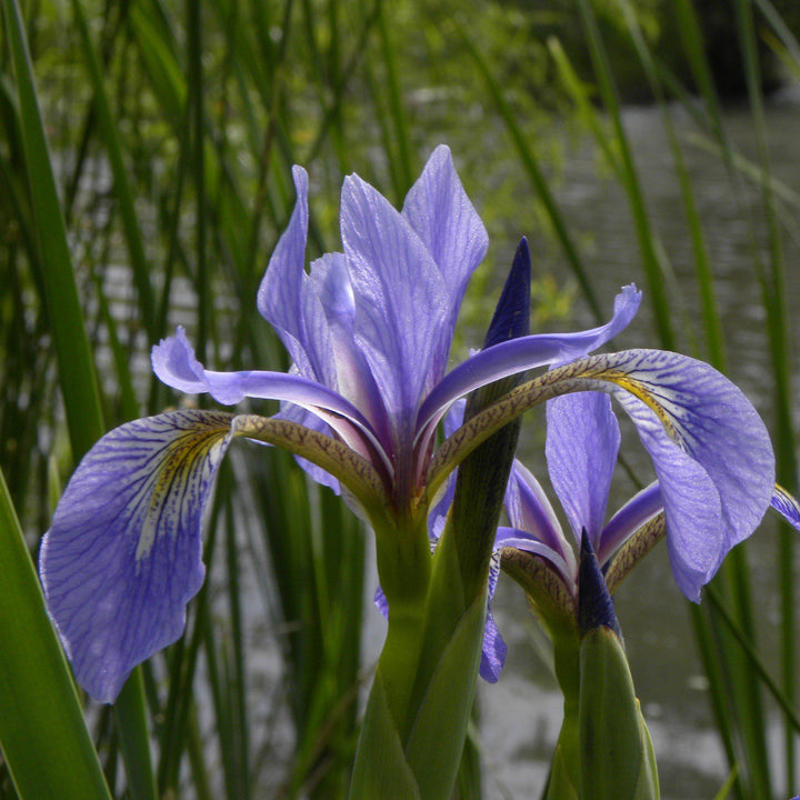 Iris versicolor ~ Northern Blue Flag Iris, Harlequin Blue Flag