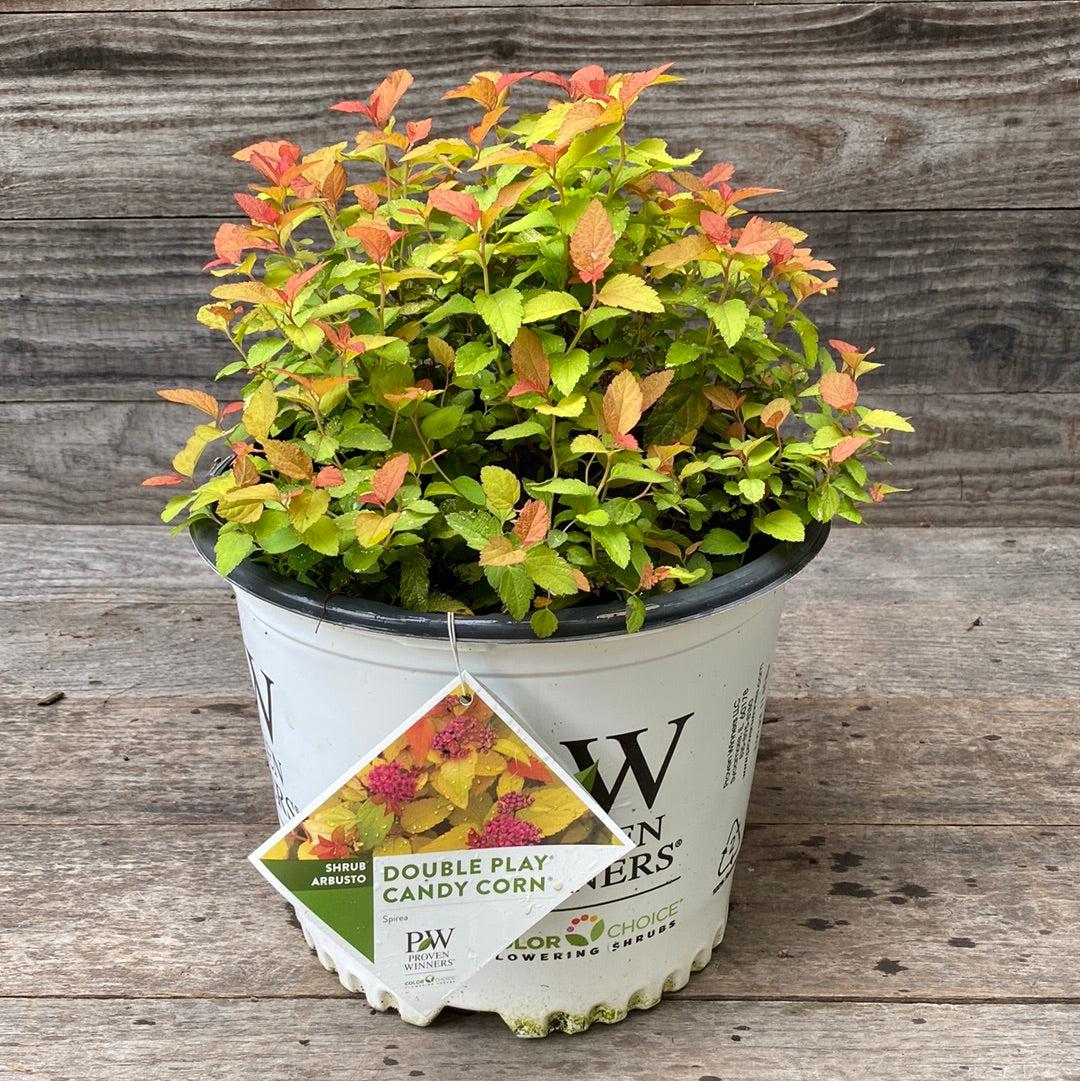 Spiraea japonica 'NCSX1' ~ Double Play® Candy Corn® Spirea