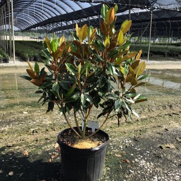 Magnolia grandiflora 'Pequeña joya' ~ Pequeña joya Magnolia