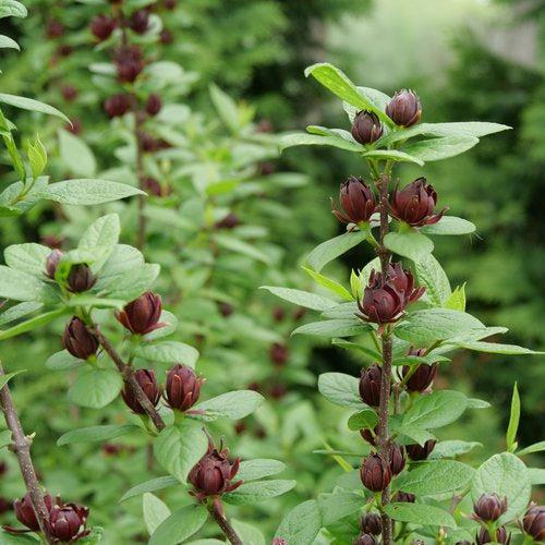 Calycanthus floridus 'SMNCAF' ~ Arbusto dulce Simply Scentsational®