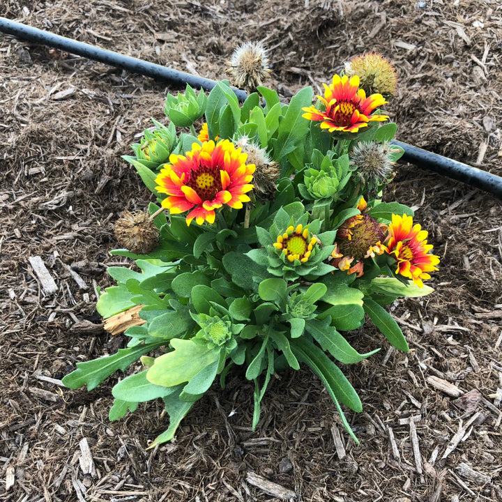 Gaillardia aristata 'Spintop Red Starburst' ~ Spintop™ Red Starburst Blanket Flower