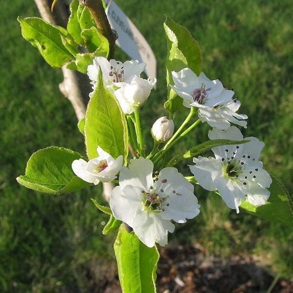 Pyrus calleryana 'Cleveland Select' ~ Cleveland Select Callery Pear