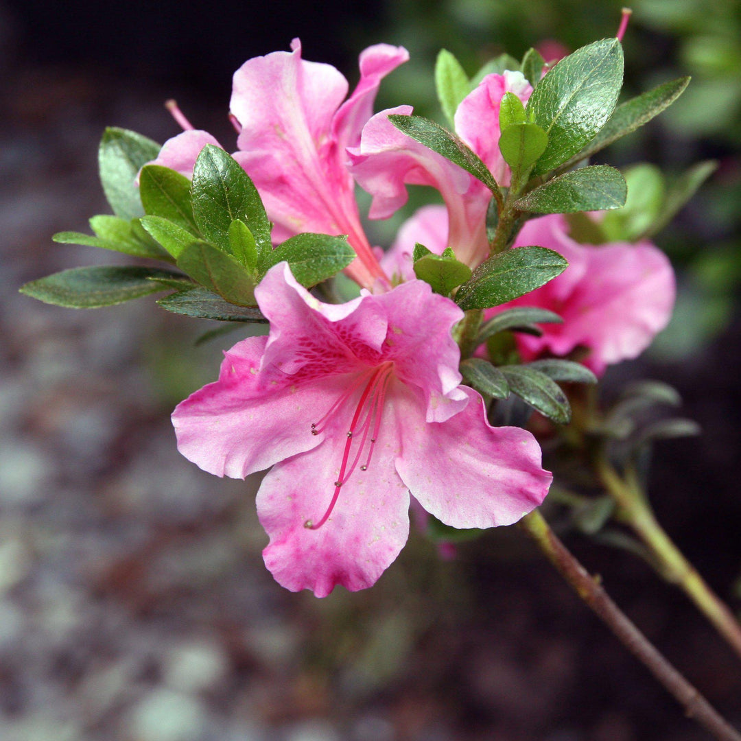 Azalea x 'Gumpo Rosa' ~ Gumpo Rosa Azalea