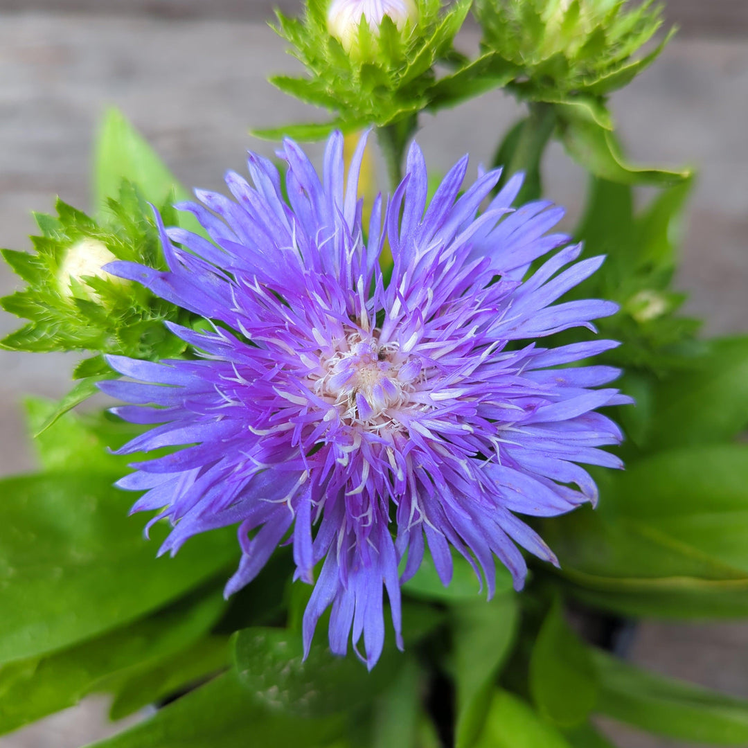 Stokesia laevis 'Peachie's Pick' ~ Peachie's Pick Stoke's Aster