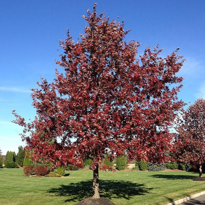 Quercus coccinea ~ Scarlet Oak