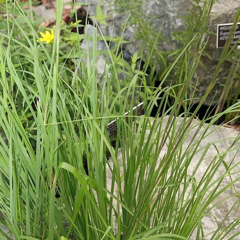 Andropogon virginicus ~ Broomsedge, Yellow Bluestem