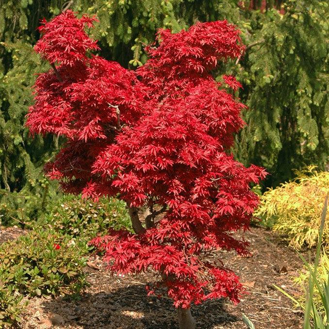 Acer palmatum 'Shaina' ~ Shaina Japanese Maple