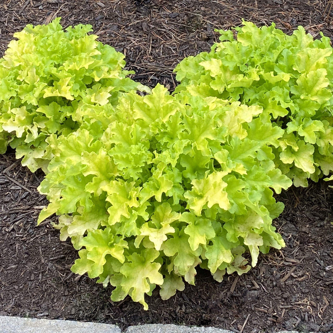 Heuchera 'Lime Ruffles' ~ Lime Ruffles Heuchera