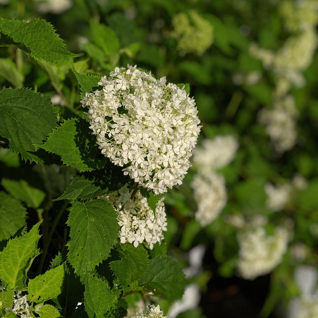 Hydrangea arborescens 'NCHA8' ~ Hortensia Lisa Invincibelle® Limetta