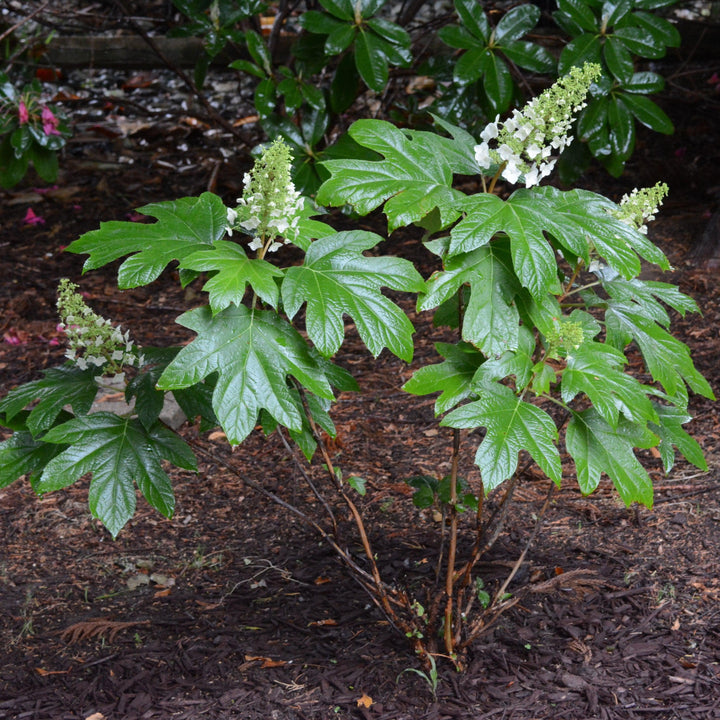 Hydrangea quercifolia 'Alice' ~ Hortensia Alice Oakleaf