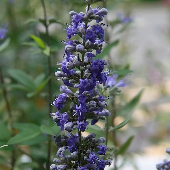 Caryopteris × clandonensis 'Dark Knight' ~ Dark Knight Bluebeard