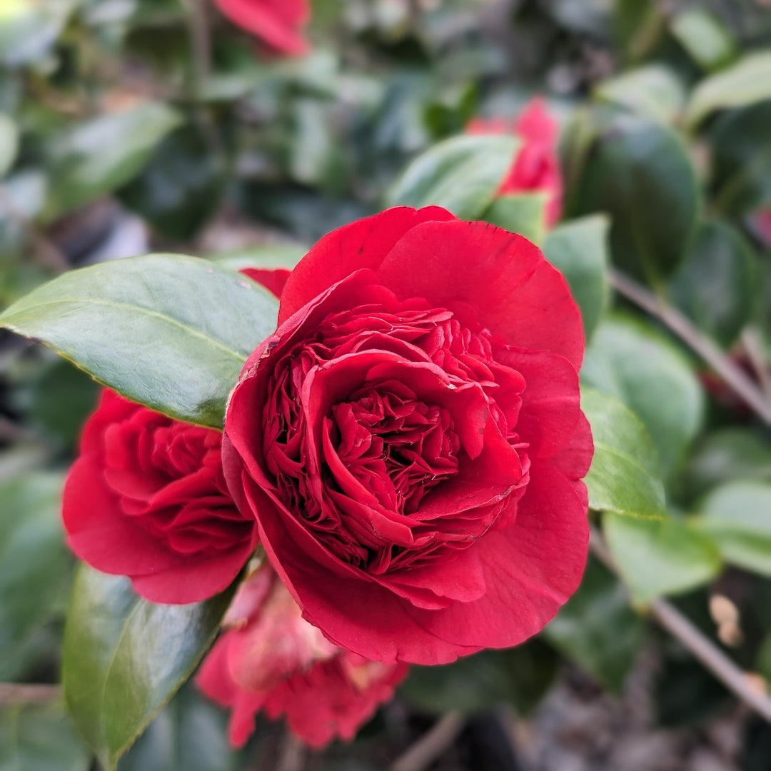 Camellia japonica 'Professor Charles S Sargent' ~ Professor Sargent Camellia