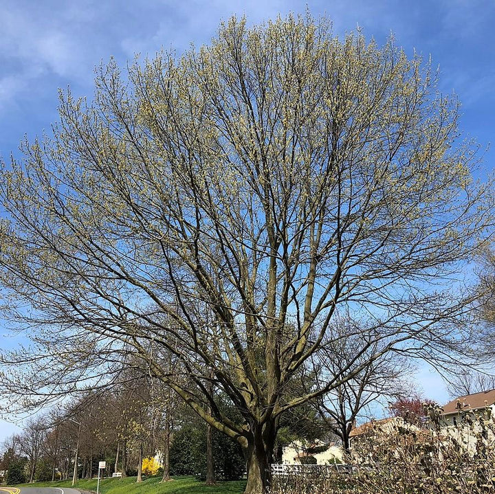 Quercus rubra ~ Northern Red Oak