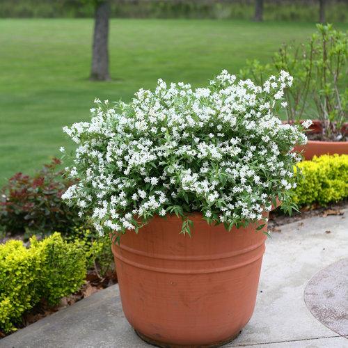 Deutzia sp. 'NCDX1' PP25,916 ~ Yuki Snowflake® Deutzia – JTSOP Farms