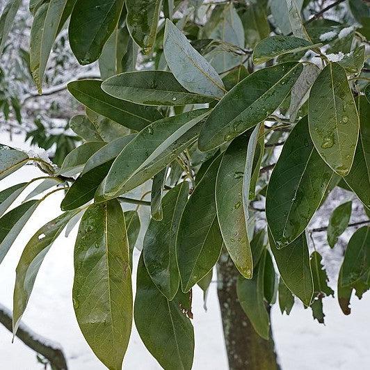 Magnolia virginiana var australis ~ Evergreen Sweetbay Magnolia