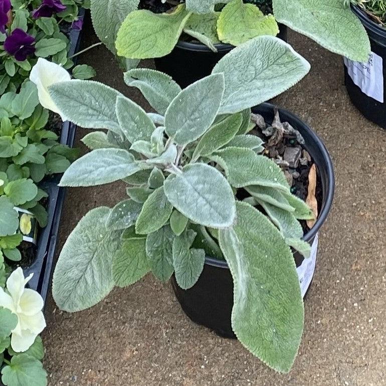 Stachys byzantina 'Helene von Stein' ~ Giant Lamb's Ear