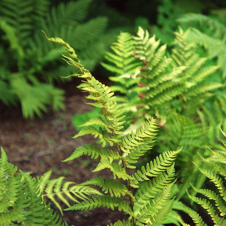 Dryopteris marginalis ~ Eastern Wood Fern, Leatherwood Fern