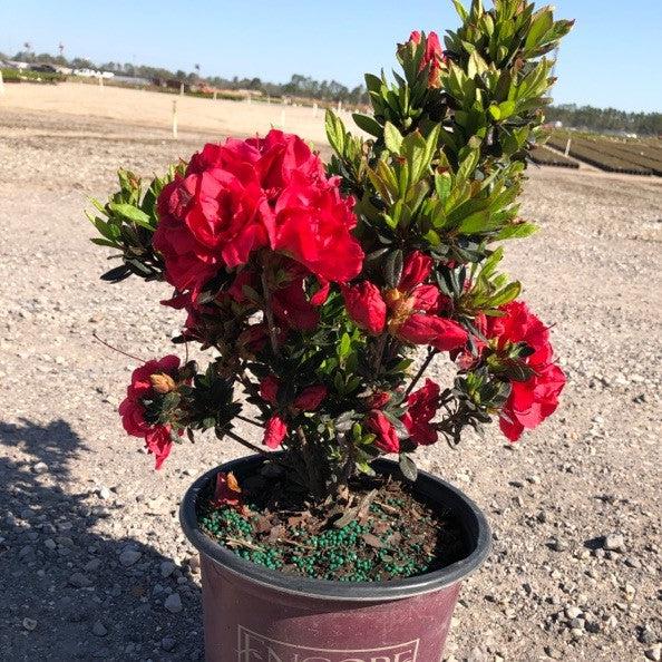 Rhododendron ‘Roblez’ ~ Encore® Autumn Fire™ Azalea