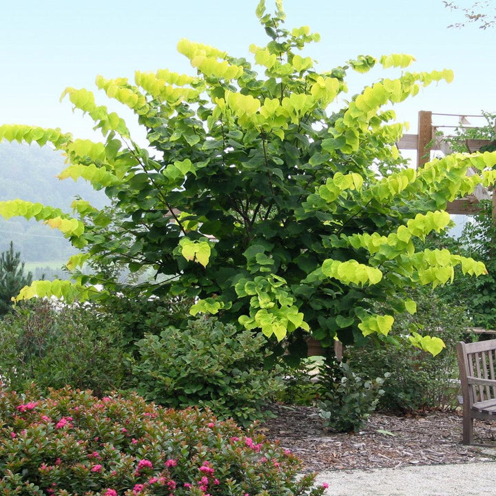 Cercis canadensis 'Hearts of Gold' ~ Hearts of Gold Redbud