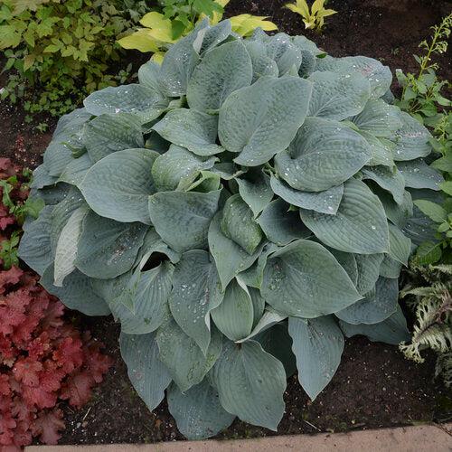 Hosta 'Blueberry Muffin' ~ Blueberry Muffin Hosta